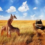 Luxury Safari Tours