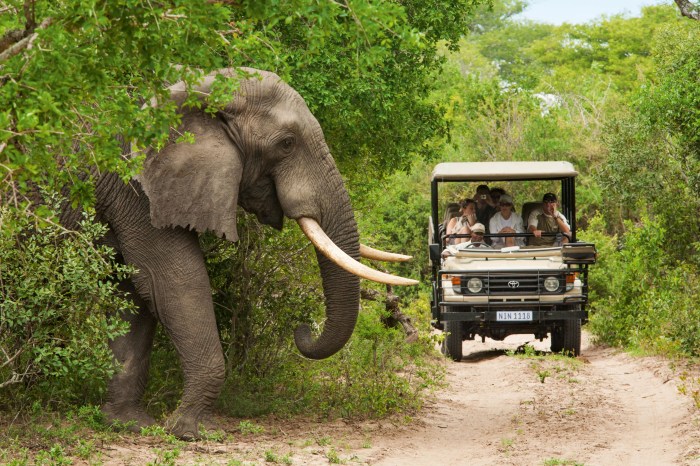 Safari zimbabwe tours luxury safaris aplenty sightings animal ever Luxury Safari Tours